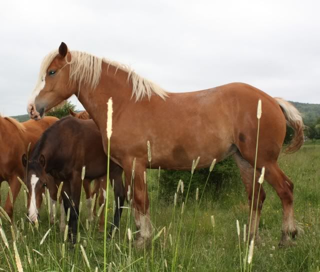 pasture pics from today...LOTS OF PICS! Brandi