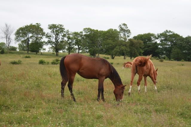 pasture pics from today...LOTS OF PICS! IMG_1861