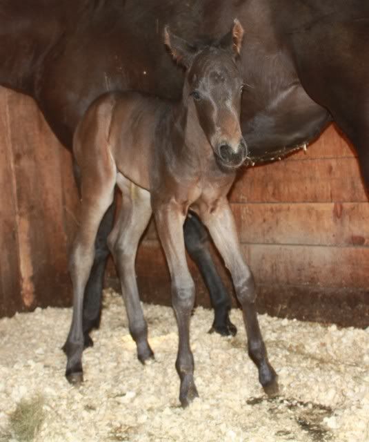 New Colt born this morning! IMG_4577