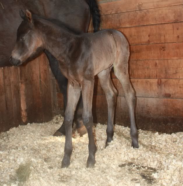 New Colt born this morning! IMG_4578