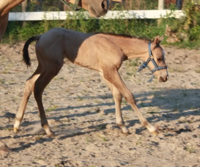 New Foal IMG_6375