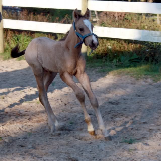 New Foal IMG_6380