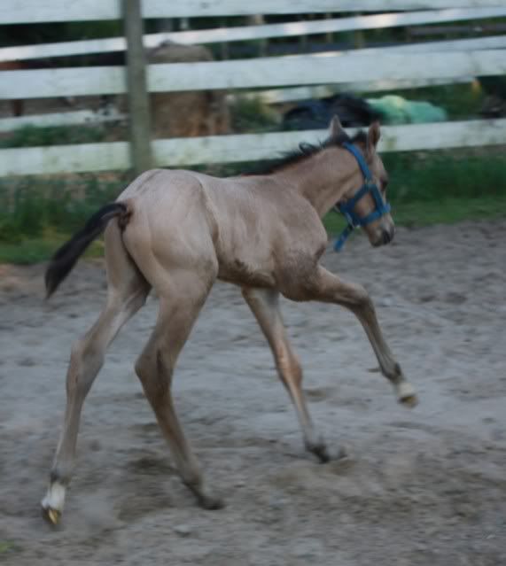 New Foal IMG_6384