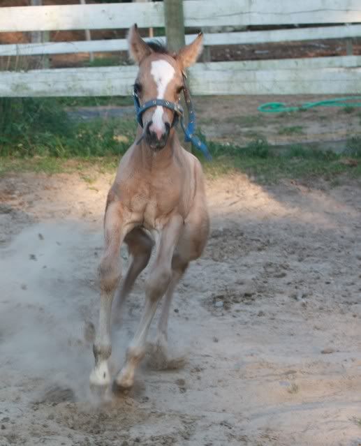 New Foal IMG_6388