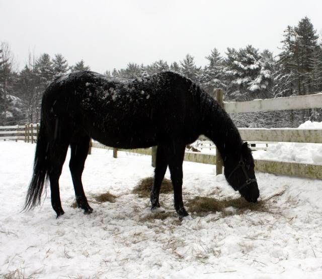 A few snow pics Mouse