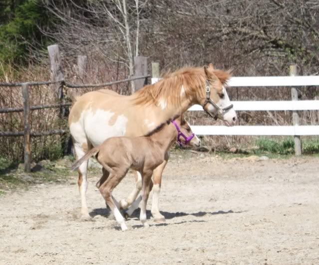 Peppys foal...pic Overload! Pepsky2