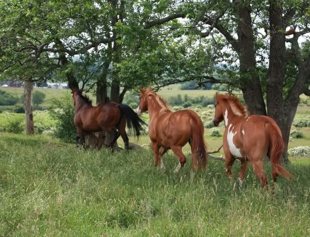 Abbie, Pearle and McGuire Three