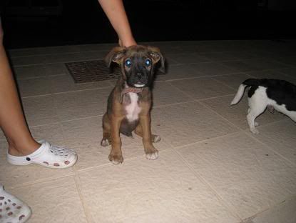 BALOO, cachorrito x de boxer de 4 meses, Almeria-ADOPTADO Imagen068