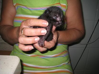 ADOPTADO - ALEN, gatito de dias tirado en un contenedor, Almeria Imagen077-1