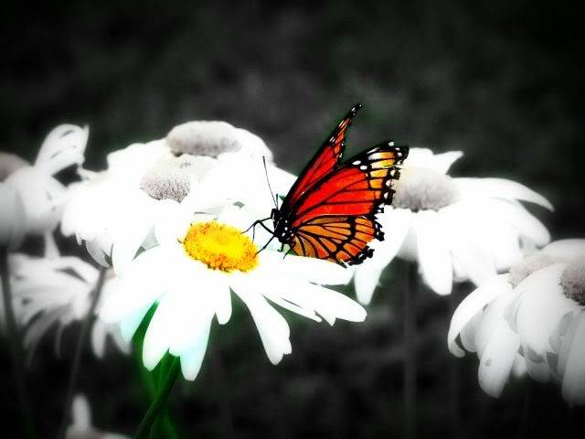 روعة الألوان في حياتنا ..  Butterfly