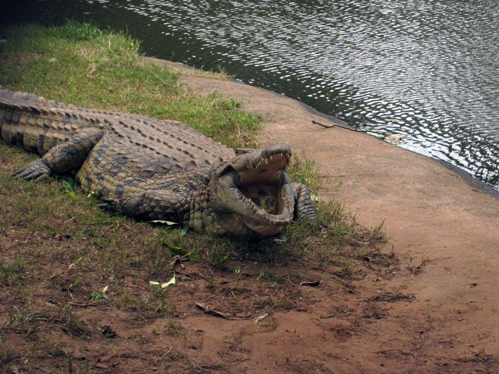 [CR] Afrique du Sud - 1er jour IMG_2121croc