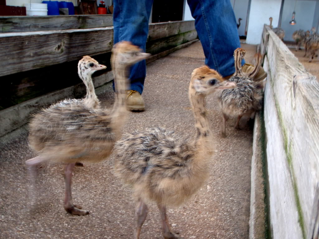 Cute Animal Tournament Round 1.12 Penguin vs Ostrich  P1010596