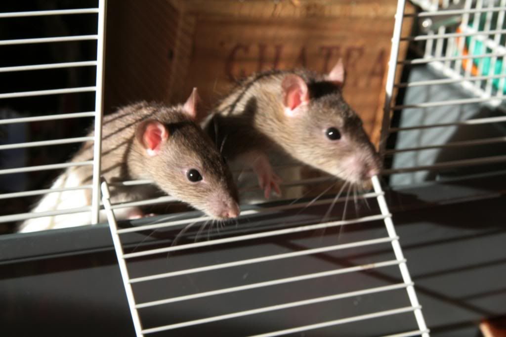 2 ratounettes à adopter rapidement Ratonnes147_zpsd8eb84d2