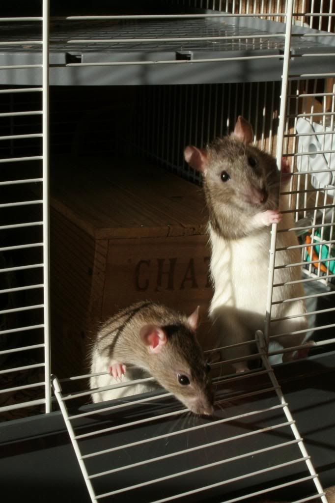 2 ratounettes à adopter rapidement Ratonnes164_zpsc2e69277