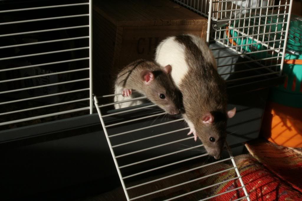 2 ratounettes à adopter rapidement Ratonnes167_zps17dc7ba3