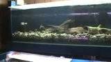 Finished New 6 foot River tank system Th_20110614054643