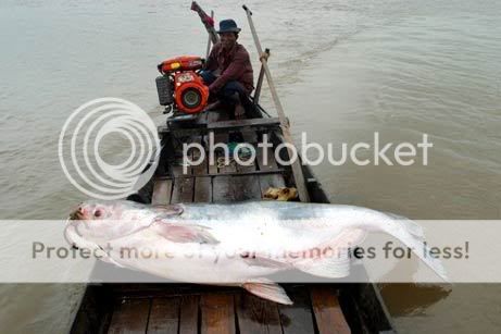 Tổng hợp những chuyện kì lạ trên thế giới từ trước đến nay! Giant_Catfish1