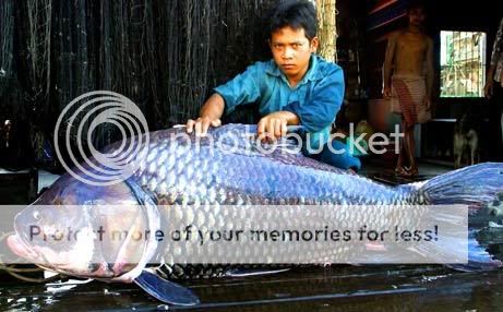 Tổng hợp những chuyện kì lạ trên thế giới từ trước đến nay! Giant_Catfish9