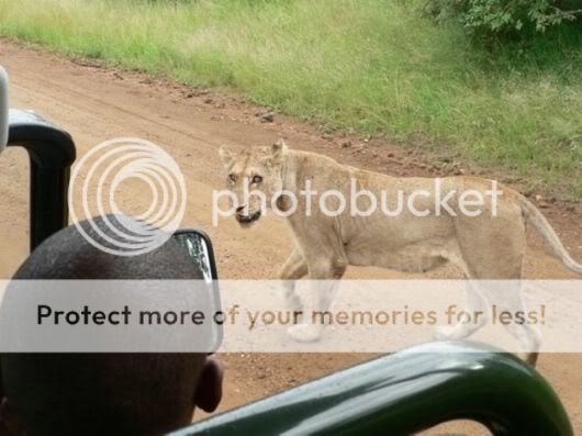 رحلة سفاري من بارك ((( كروجر ))) في جنوب افريقيا. Kruger_natpark_01