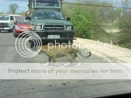 رحلة سفاري من بارك ((( كروجر ))) في جنوب افريقيا. Kruger_natpark_03