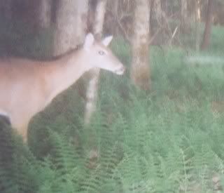 2 Bucks iI got pics of the past week. 000_1480