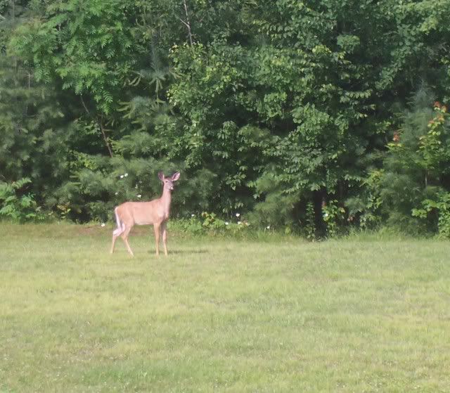 Back lawn doe this morning 000_1541