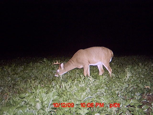 Buck in turnips MDGC0003