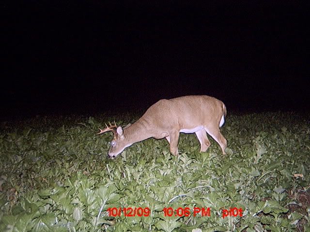 Buck in turnips MDGC0004