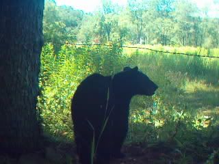 A few pics from the foodplot at my buddys SUNP0010