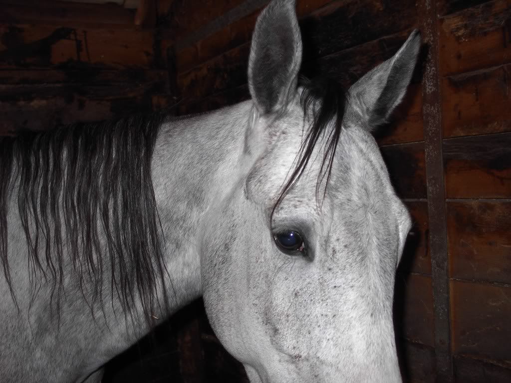 Homes needed for 2 Horses IM005420