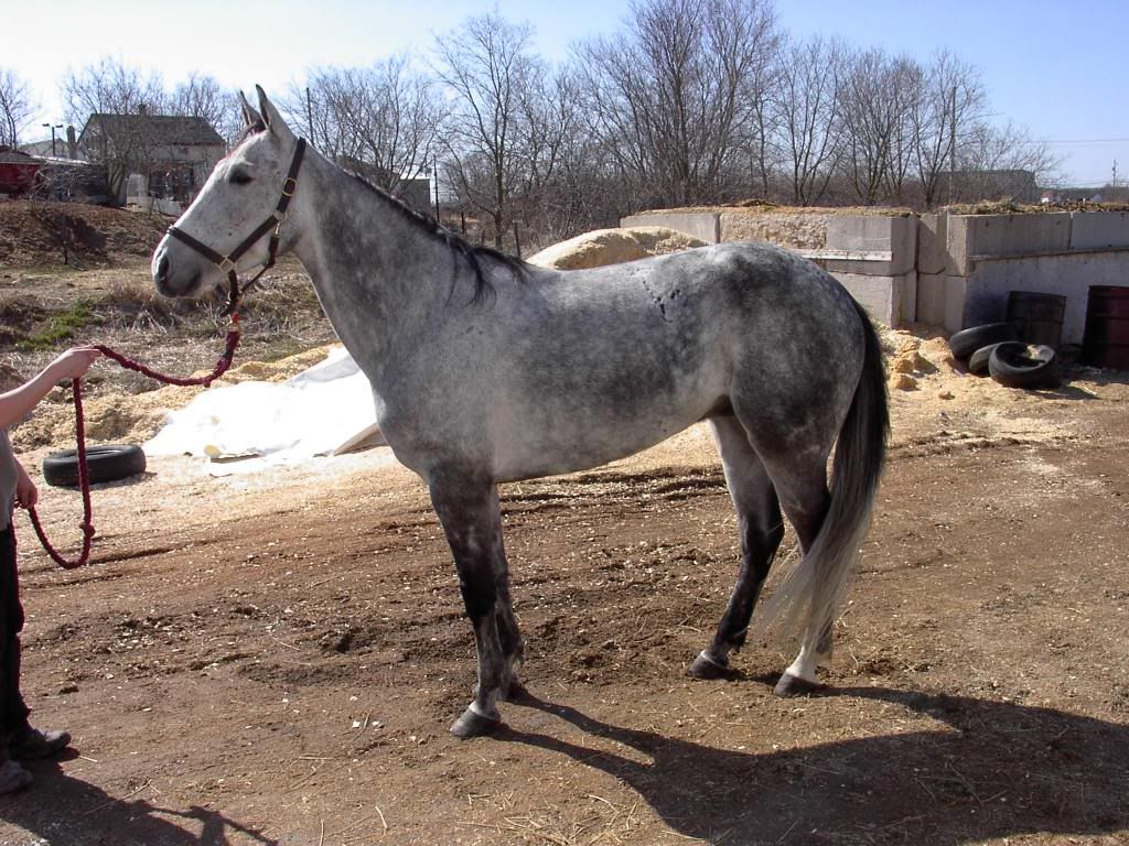 Homes needed for 2 Horses IM005424