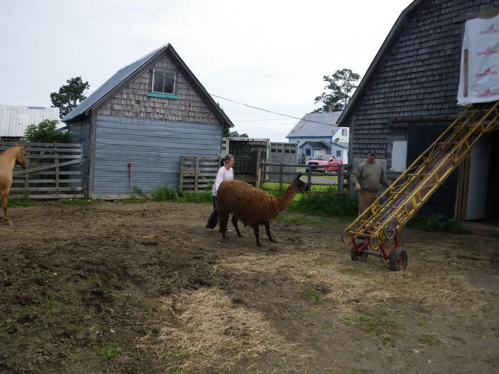 Visit to Freva's Llama1