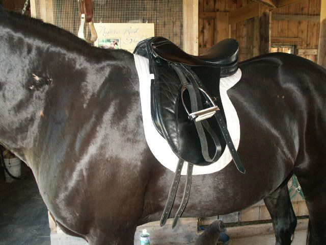 My Sexy Dexy Newsaddle