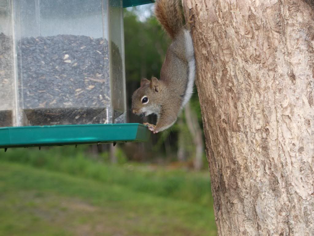 A few more from Cape Breton Squirrell