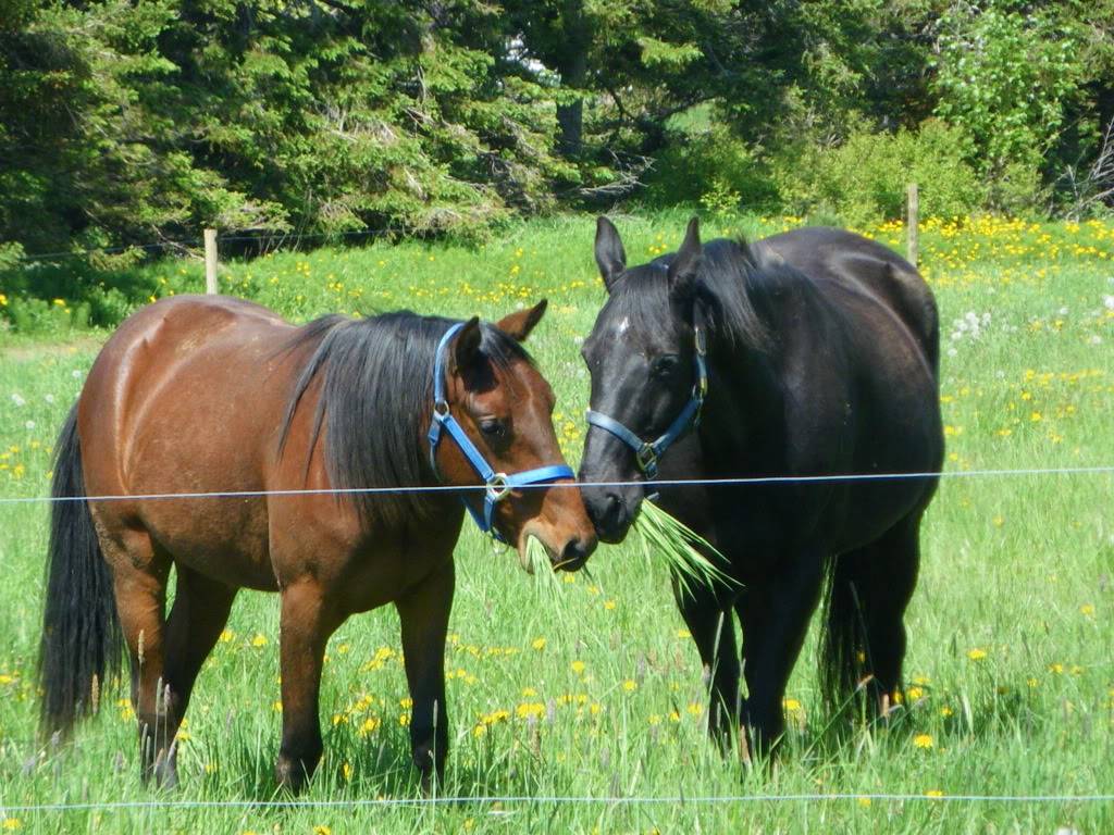 New pasture and bath time Stuffingfaces