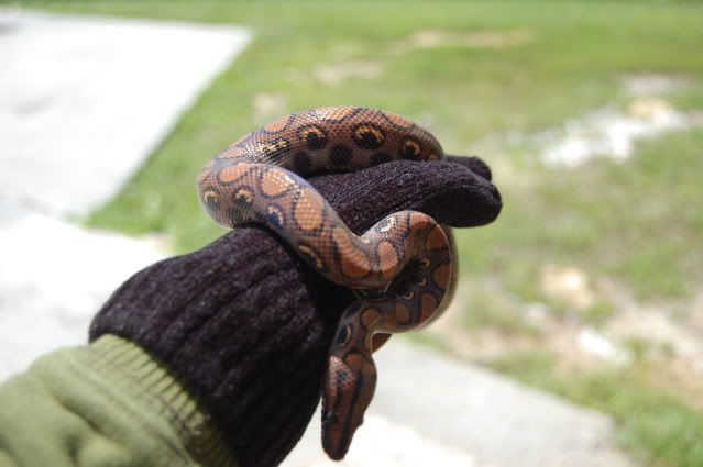 Pandora, Brazilian Rainbow Boa DSC_0834