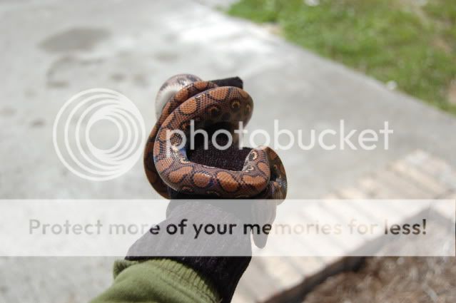 Pandora, Brazilian Rainbow Boa DSC_0843