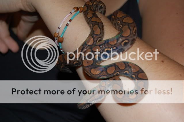 Pandora, Brazilian Rainbow Boa DSC_1043