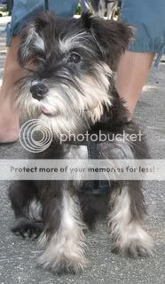 Meet the Lucas - Miniature Schnauzer Abc