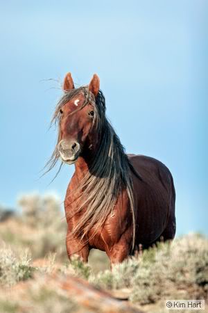 Brumby's Wild Horses Wildhorse