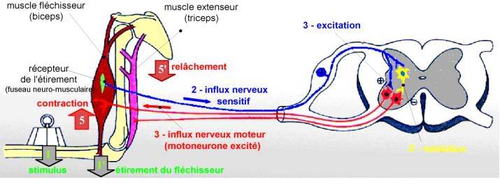 les bandes élastiques  Reflexemyotatique