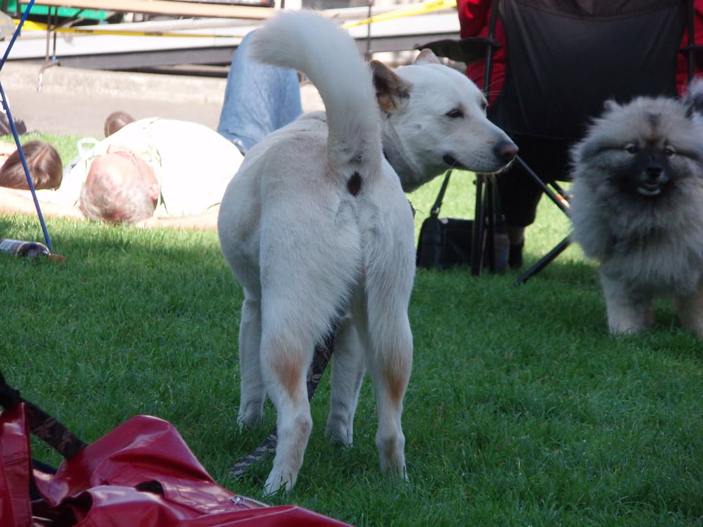 dog butts photos P7180037