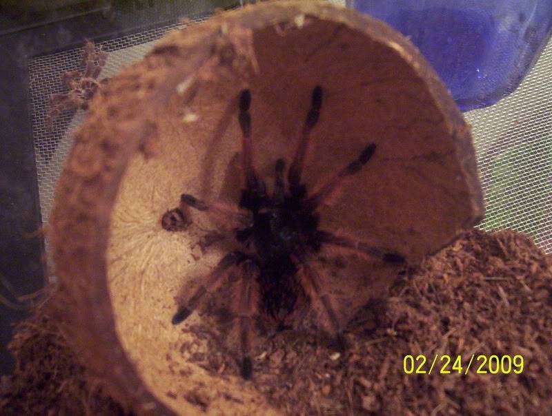 Brachypelma klassi 101_1455