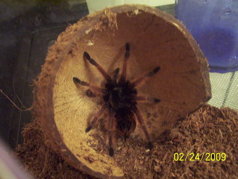 Brachypelma klassi 101_1456