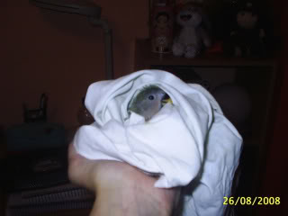 Mi primer papillero: Wido PIC_0010