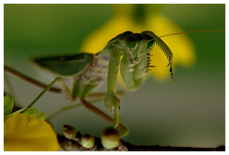 ANIMALS AND INSECTS Mantis17_lowres