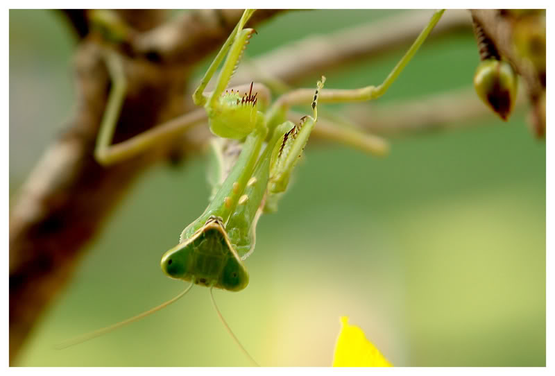 ANIMALS AND INSECTS Mantis6_lowres