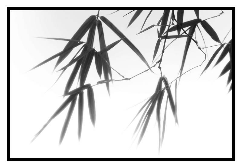 Bamboo Simplicity_of_the_east2