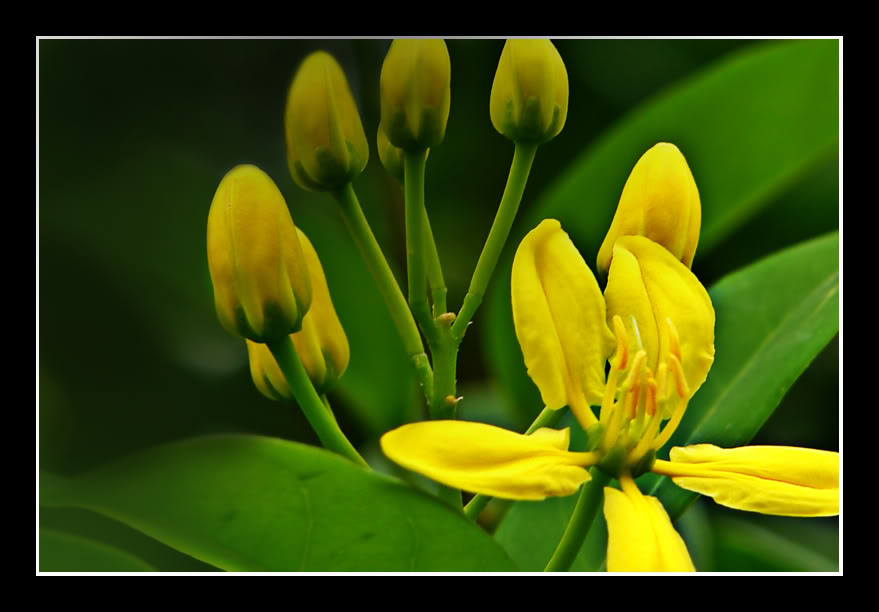FLOWERS - Page 4 Yellowflora