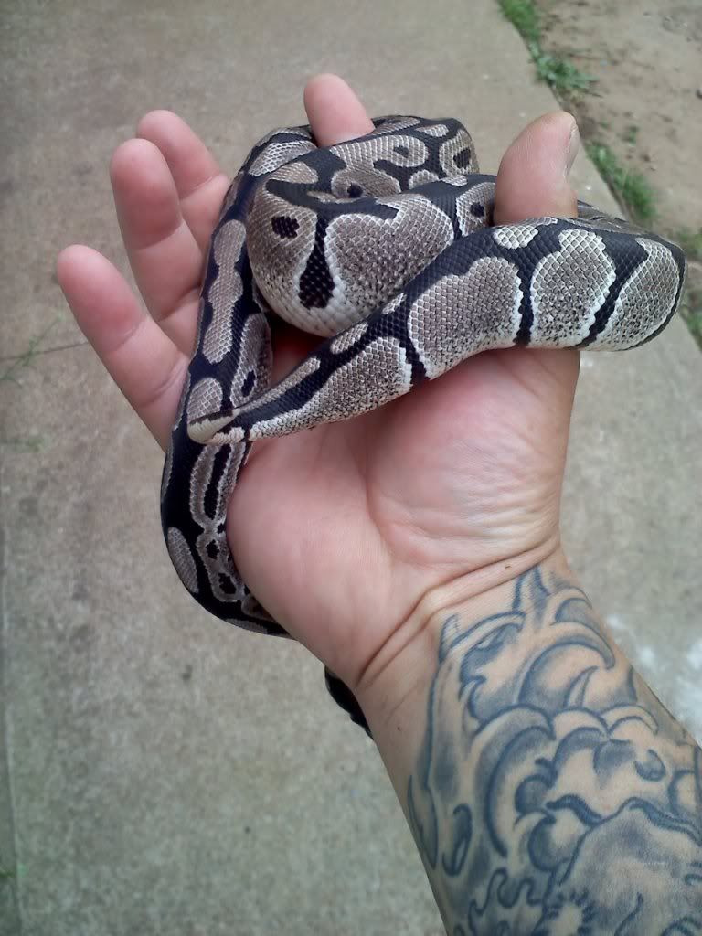 somewhat new vpi axanthic female bp 20110321120135